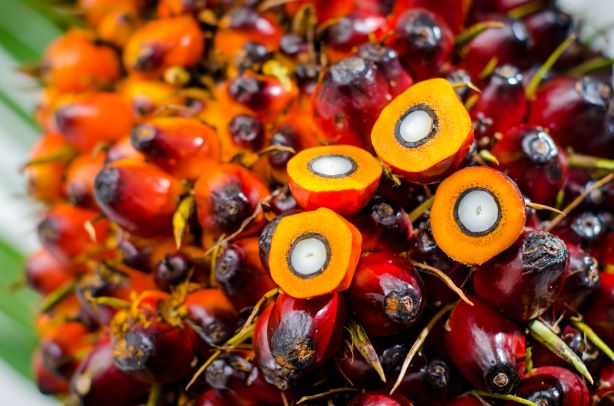 春金集团针对亚齐省推出五年期NDPE路线图